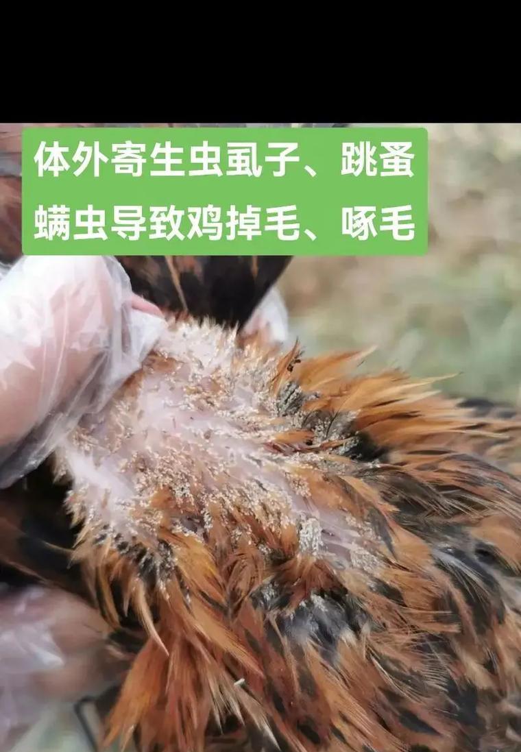 小鸡驱虫的最佳方法（以小鸡为主角的有机农业驱虫秘籍）