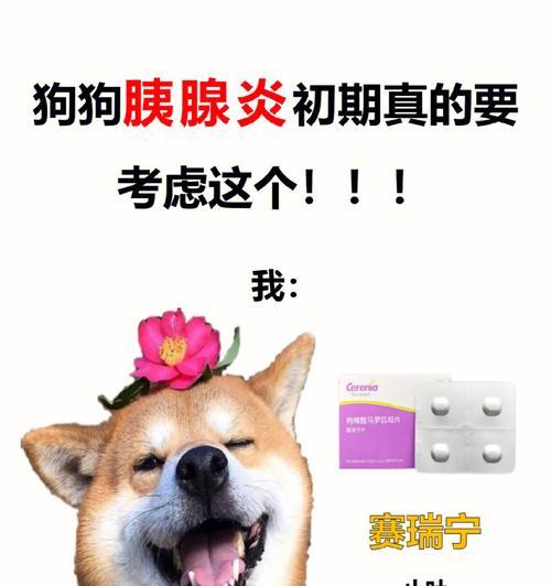 狗狗生完小狗后的饮食需求（为了保证健康，选择正确的饮食很重要）