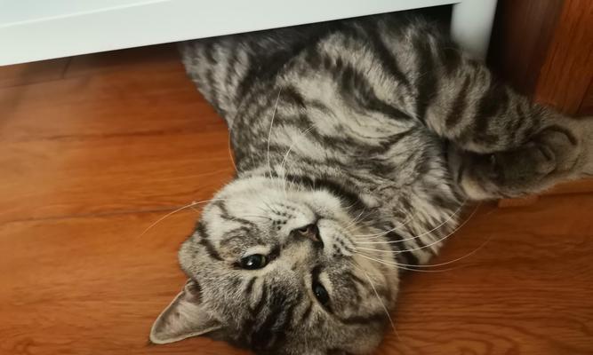 猫总叫解析——探寻猫咪叫声的含义（以猫总叫是什么意思为主题的探索与分析）