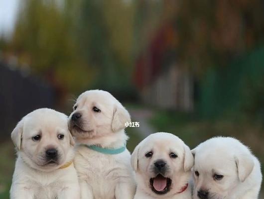 新迎拉布拉多幼犬到家的注意事项（幼犬适应新环境的关键点）