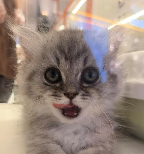 为什么猫咪会伸舌头？（揭秘猫咪伸舌头的原因及意义）