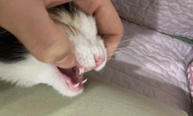 小猫咪的牙齿成长之旅（探究小猫咪何时换牙的秘密及相关护理方法）