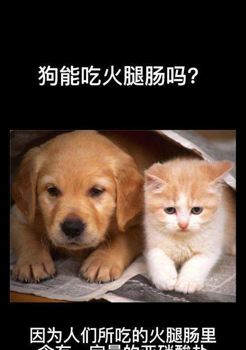 小狗的肠胃不能吃的食物（了解小狗的饮食禁忌，为宠物健康着想）