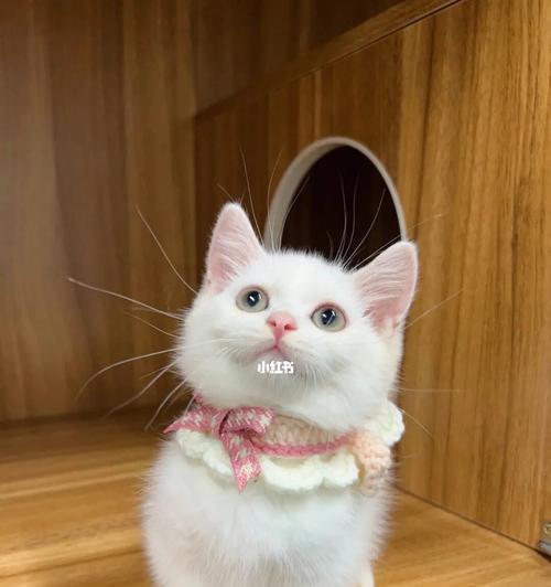 白色猫的品种及特点（探索白色猫的奇特魅力）
