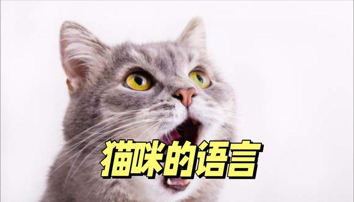 夜里猫叫的原因及解决方法（为什么猫在夜里叫个不停？如何帮助猫咪停止夜间叫声？）