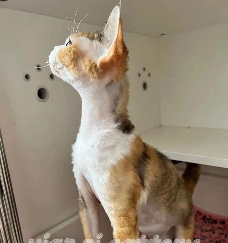 猫咪驱虫药的正确喂养方法（保护您的爱猫免受寄生虫的侵害）