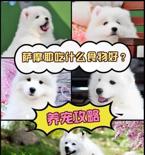 如何科学合理地喂养你的萨摩耶犬（探索萨摩耶犬的饮食需求与喂养方法）