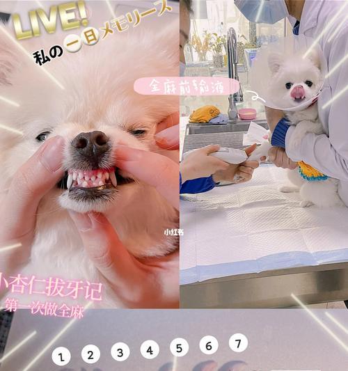 狗狗拔牙后的护理须知（拔牙后的饮食调整与口腔清洁）