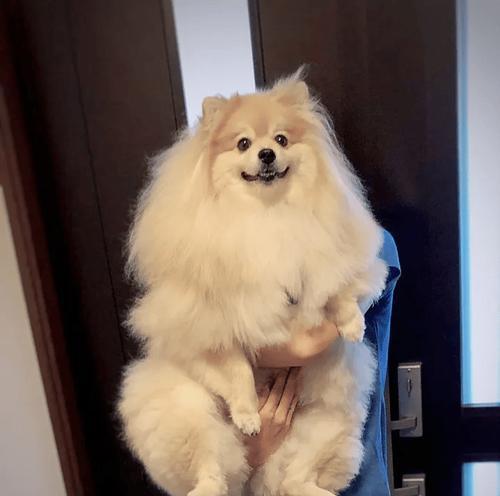 博美犬长个期限及成长特点解析（探秘博美犬在什么时候停止生长，了解其成长特征与需求）