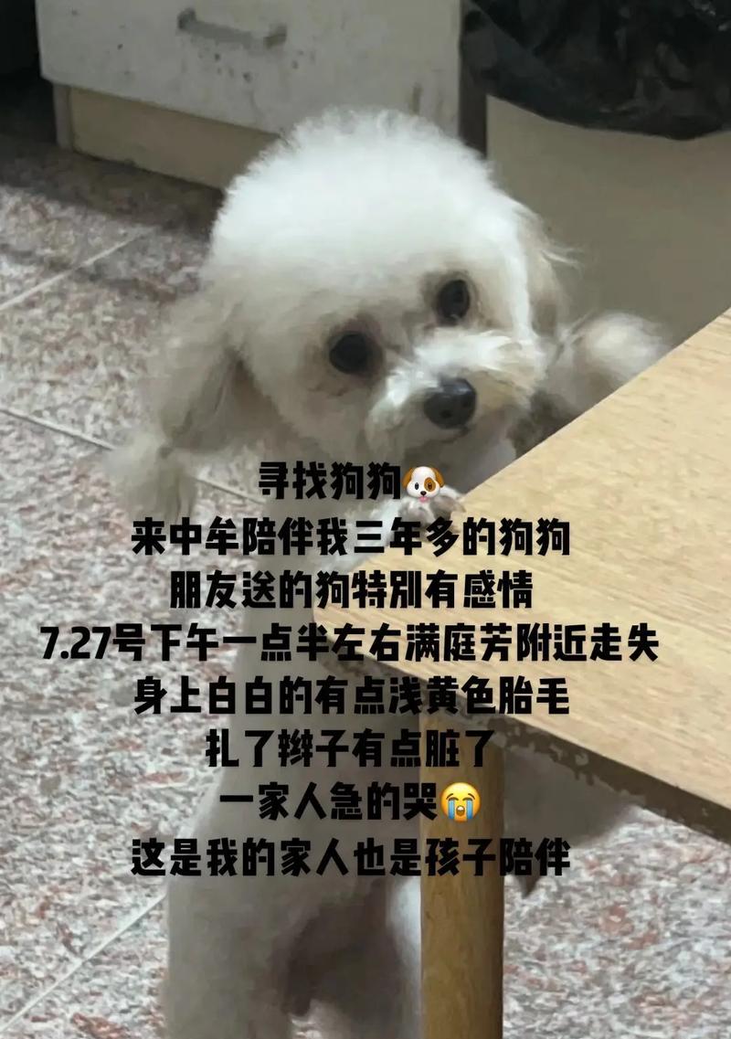为什么两岁泰迪狗食欲不振？（探究泰迪狗食欲下降的原因和解决方法）
