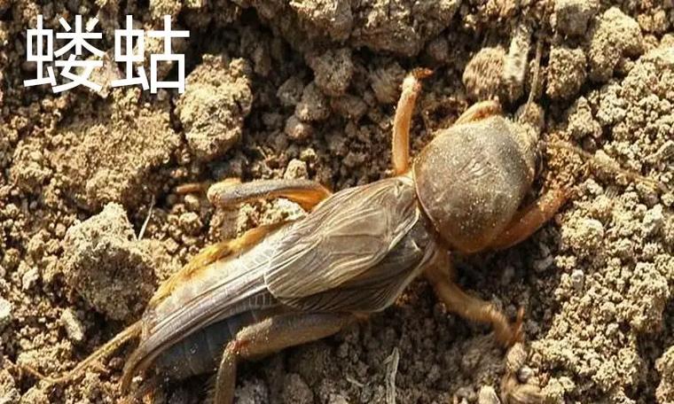 探索阿拉斯加吐虫药物市场（选择正确的阿拉斯加吐虫药物）