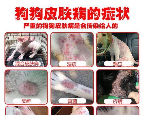 狗螨虫真菌的治疗方法及药物选择（针对狗螨虫真菌的综合治疗方案与关键要素）