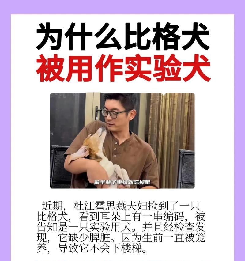 以比格犬为主题的磨牙方法（保持比格犬口腔健康的关键）