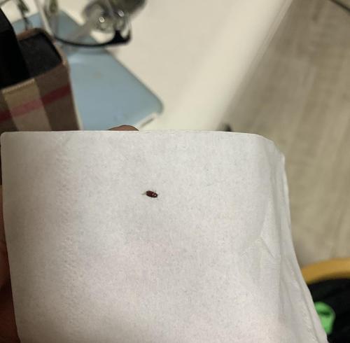 猫身上长虫子的危害与预防方法（揭开猫身上寄生虫的神秘面纱，探索保护你的爱猫的有效方法）