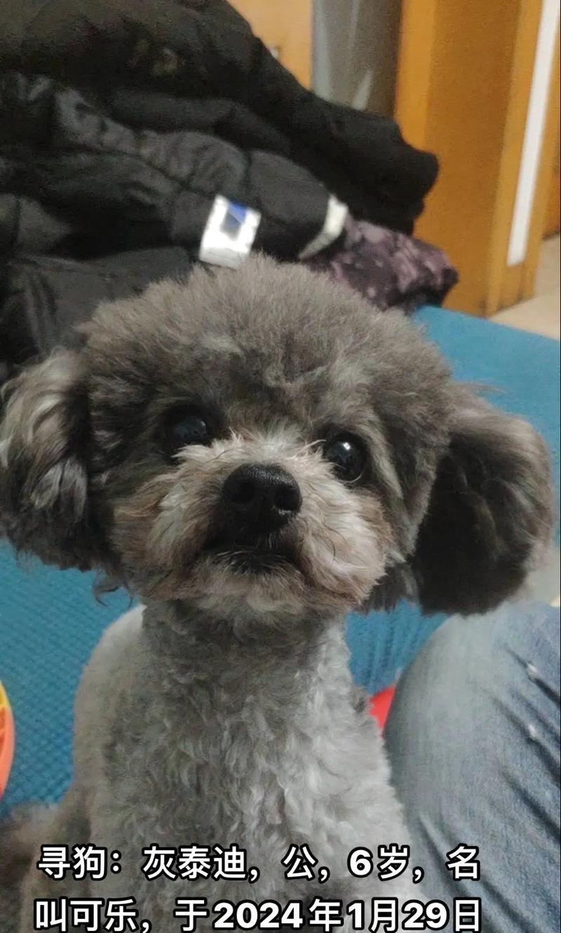 狗狗走失原因分析与预防措施（探究哪种狗狗最容易走失及如何防止走失）