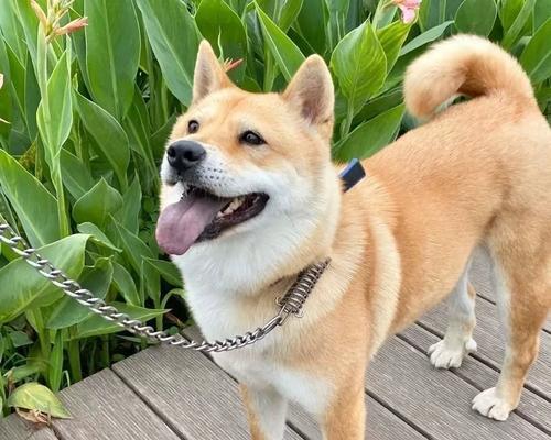 农村家庭适合养什么狗？（寻找最适合农村生活的狗狗伴侣）