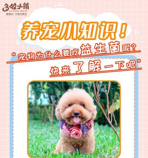宠物治疗的重要性——心灵疗愈的奇妙力量（揭开宠物治疗的神秘面纱，探索为何如此受追捧）
