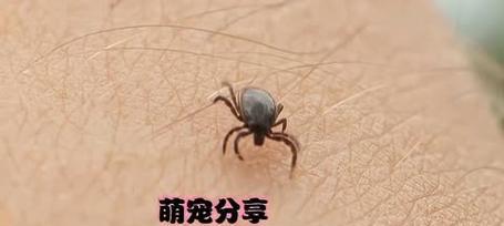 狗身上的蜱虫（探究狗身上蜱虫带来的健康隐患，提供预防和治疗方法）