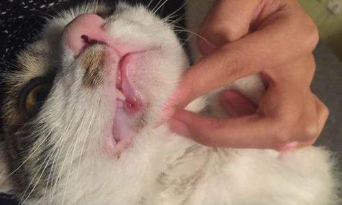 猫嘴巴口腔溃疡的原因及预防措施（猫嘴巴口腔溃疡是什么，它的原因和预防措施都有哪些？）