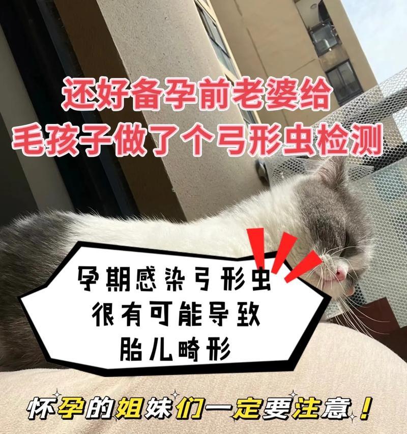 猫咪怀孕的准备工作（为宝宝到来做好准备，从这些方面着手！）