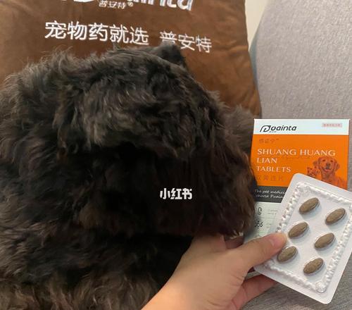 狗狗牙齿痛怎么办？药物治疗的有效方法（了解狗狗牙齿疼痛的原因和狗狗药物治疗的最佳选择）