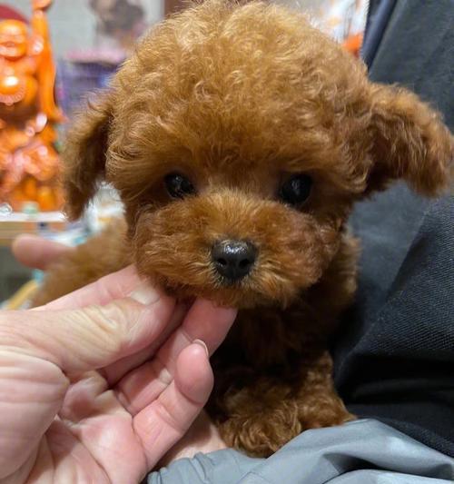 泰迪犬的饮食（泰迪犬的饮食需求及适合的鱼类种类选择）