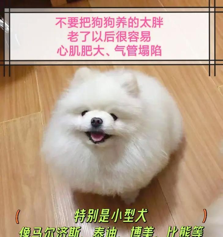 拉布拉多生小狗狗的注意事项（了解如何照顾和训练这些可爱的小宝贝）