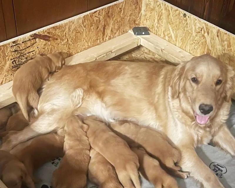 女性养什么宠物狗好呢？（为女性主人推荐适合养的宠物狗品种）