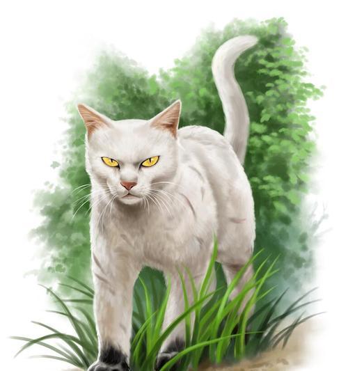 探索猫生殖器的奥秘（从形态到功能，解析猫生殖器的多样性）