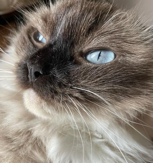 探究猫眼中的黑点（黑点的形成原因及意义解读）
