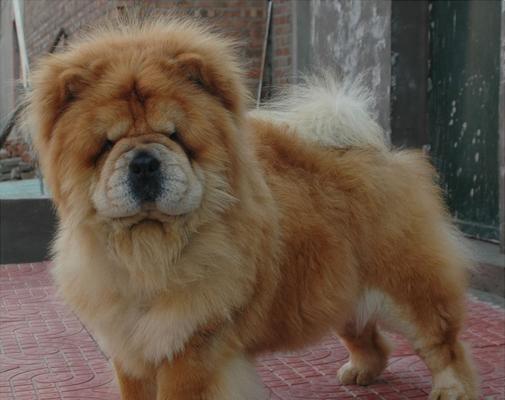 以松狮犬的色彩之美（探寻令人惊叹的松狮犬毛色变化）