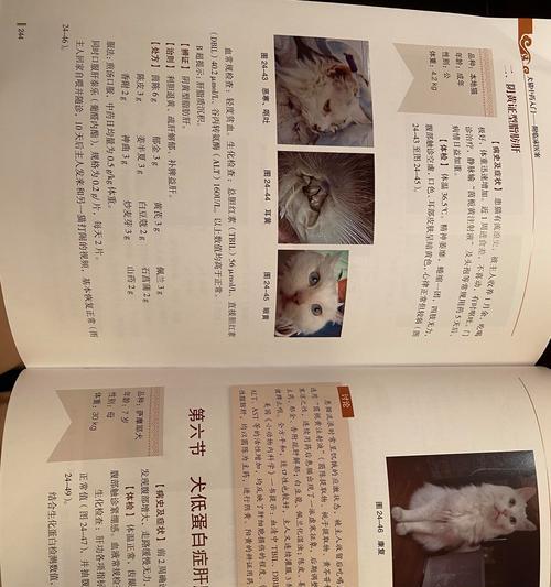 犬瘟——狗类疾病的可怕威胁（深入探究狗类主要传染病的犬瘟及其防治方法）