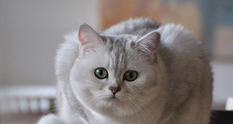 选择合适的猫疫苗品牌，确保爱宠的健康（探索市场上最佳猫疫苗品牌，为您的猫咪提供最佳保护）