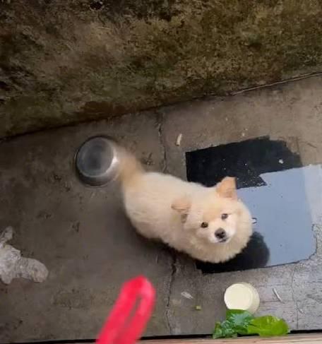 狗为何摇尾巴？（探究狗摇尾巴的原因与意义）
