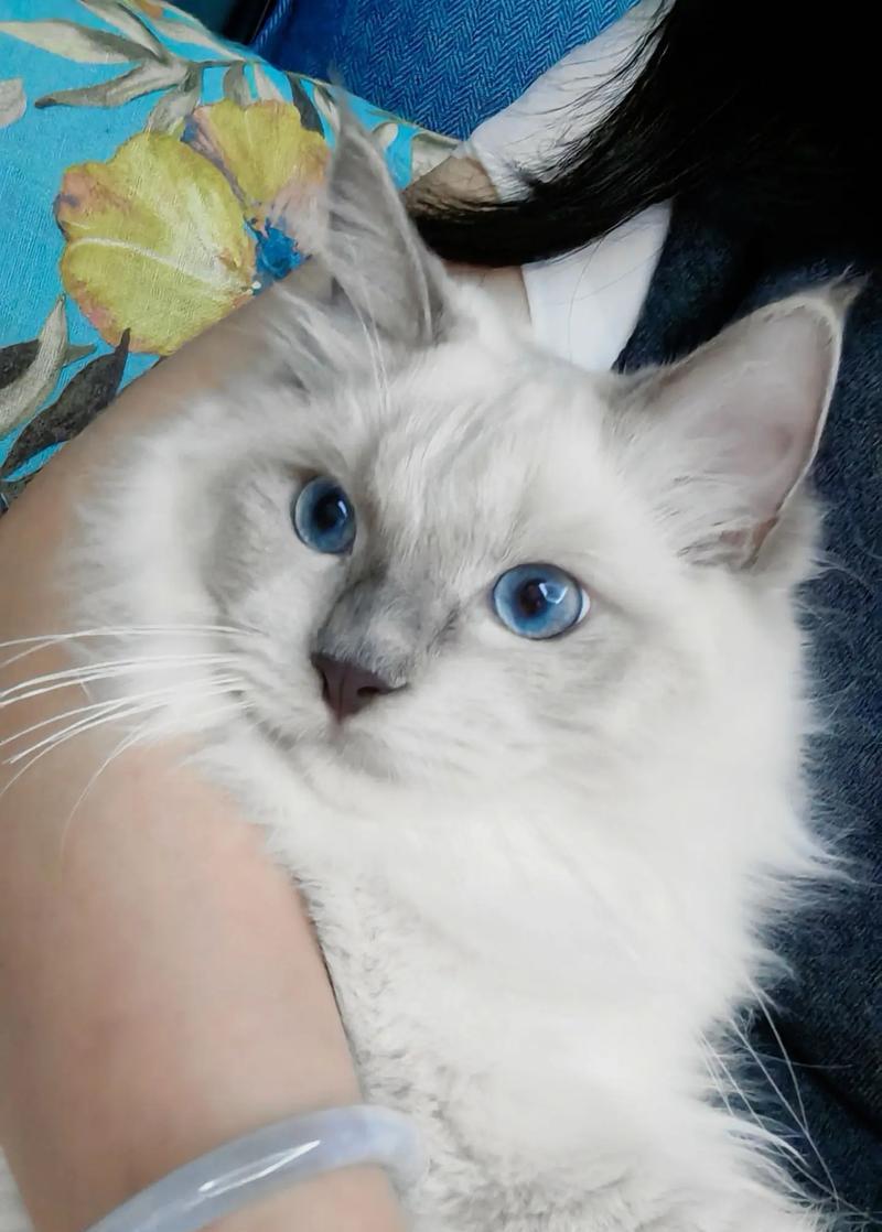 猫的名字——寓意与选择（传承和创新，从猫名看主人心）