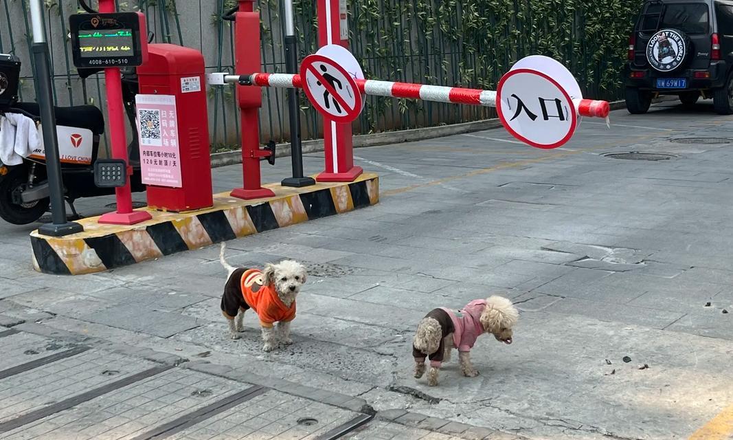 狗狗走丢的原因与防范方法（探寻狗狗走丢的主要原因及提供有效的防范方法）