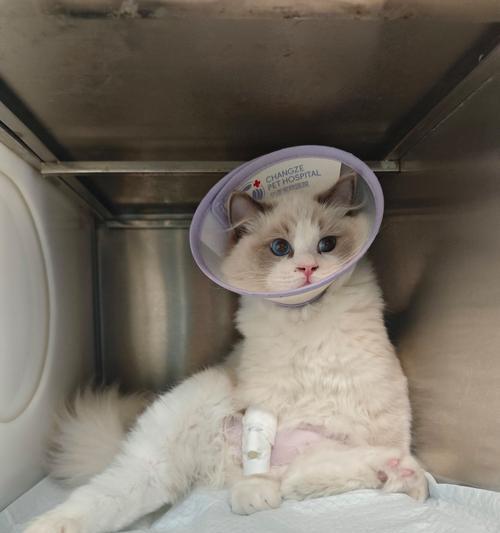 猫感冒发烧应该吃什么？（猫咪病倒了，如何正确选择食物？）