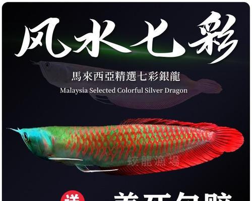龙鱼的饮食对发色的影响（探究龙鱼食物与发色关系的秘密）