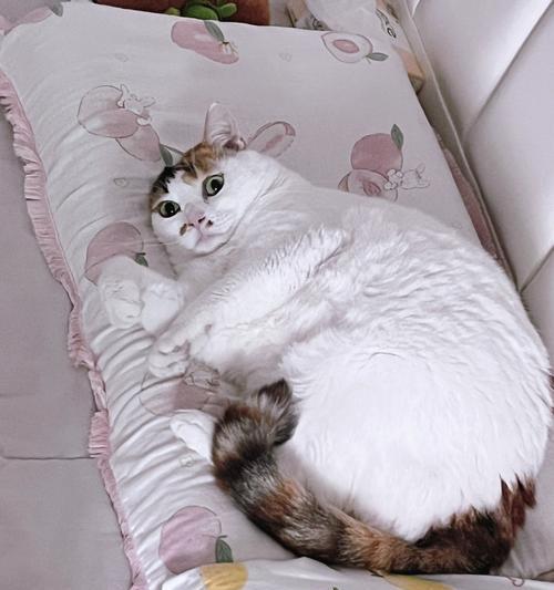 为什么猫不叫？（揭秘猫咪沉默的原因）