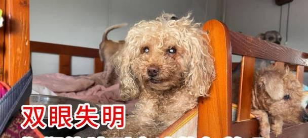 养老泰迪的注意事项（让你的泰迪老有尊严、健康有活力）