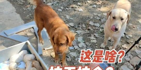 金毛和拉布拉多的区别（探究金毛和拉布拉多的特点与差异，帮助您选择适合的宠物伴侣。）