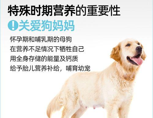 狗产后饮食指南（给你的母狗提供最佳营养）
