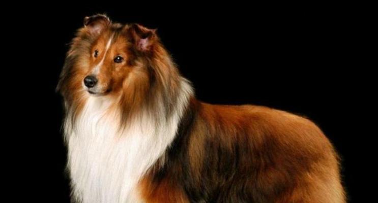 牧羊犬——忠诚、聪明的工作伙伴（牧羊犬的品种特点及应用领域）
