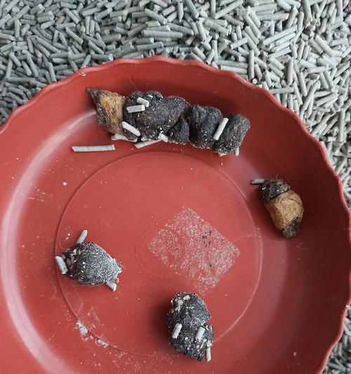 探索猫粪便的特点与管理方法（了解猫粪便的成分和功能，有效管理它们）