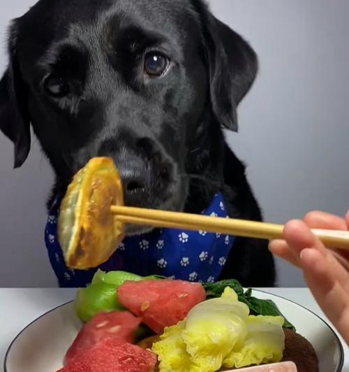 两个月的拉不拉多犬饮食指南（了解适合两个月大的拉不拉多犬吃的食物及其营养需求）