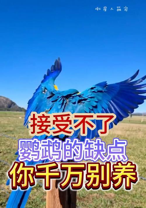 不能养的鹦鹉特点解析（了解这些特点，避免养错鹦鹉）