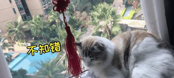 猫咪心头好（探究猫咪喜欢什么）