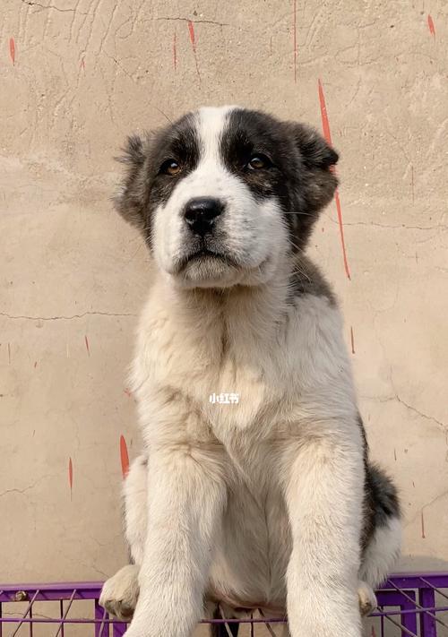 中亚犬的饮食需求及健康养育方法（了解中亚犬的饮食需求，让它健康成长）