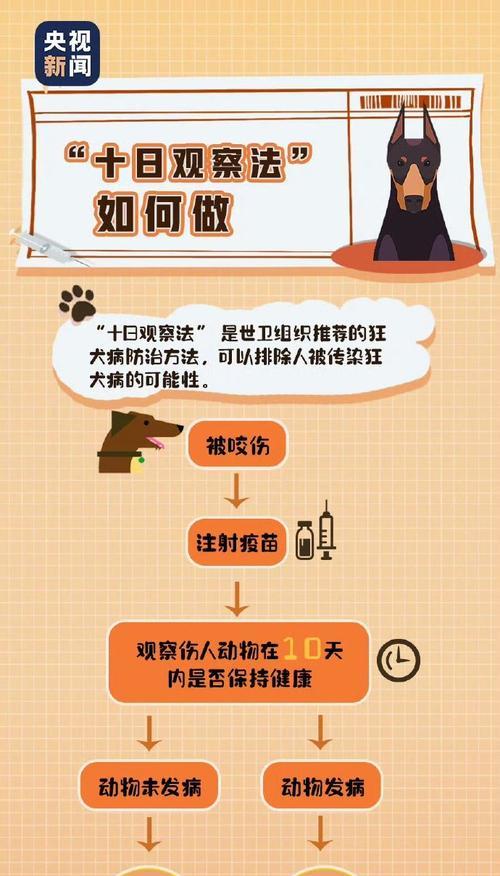 犬疫苗注射前后的注意事项（确保犬只健康，防止疾病传播的关键）