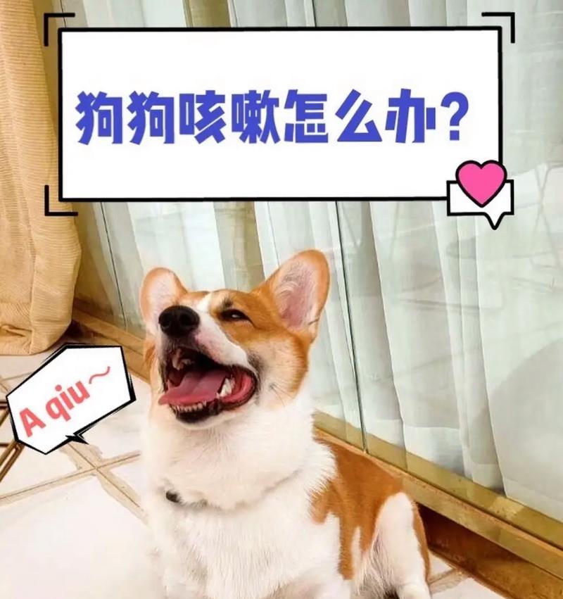 夏日炎炎，狗热如火（四脚朋友的“热”爱奇迹）